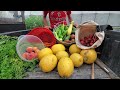 Come With Us! Grocery HAUL-- Harvesting FRESH Vegetables