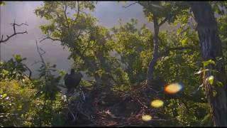 DECORAH NORTH NEST 2016 6 26 AM CDT THERE GOES DNN 1