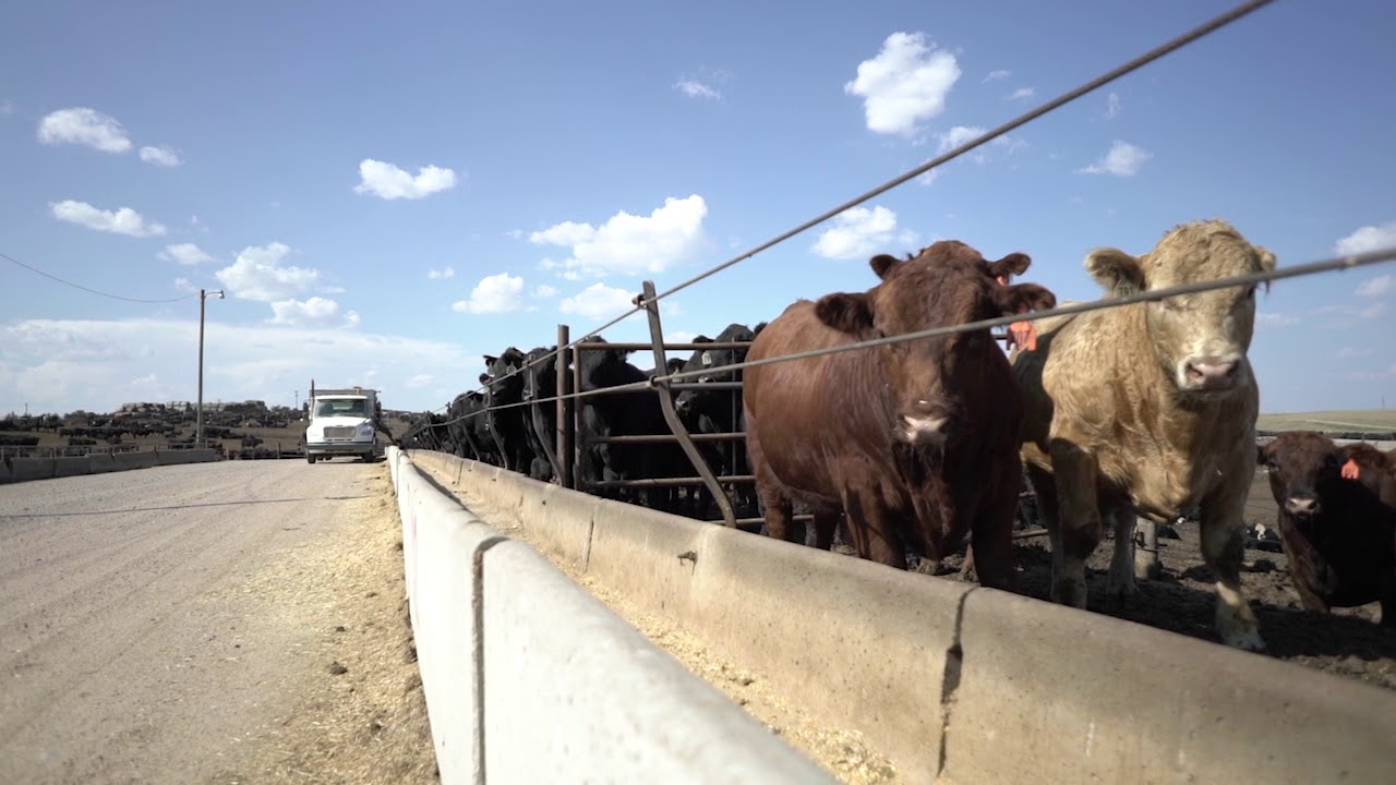 Chappell Feedlot YouTube