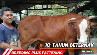 Kang Amir's Way of Raising Cows || Breeding Plus Fattening in One‼️
