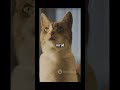 my star🎖️ #ai #cutecreations #funnypets #cute #petvideos #funnycats #funnyanimals #funnymoments