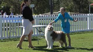 Famous QUEENSLAND STATE JUNIOR HANDLERS FINAL JUDGING Net Worth