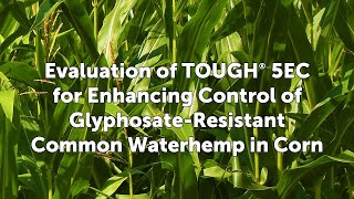 Evaluation of TOUGH® 5EC for Enhancing Control of Glyphosate-Resistant Common Waterhemp in Corn