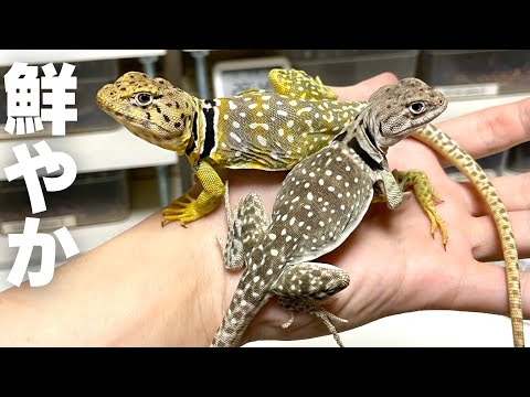 Colourful lizards - YouTube