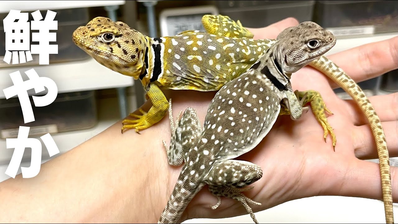 Colourful lizards - YouTube