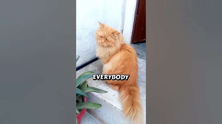 Video 11875631: persian cat kitten meowing, persian cat meow sound