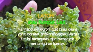 Latoh Atau Rumput Laut - Sumber Daya Hayati Pesisir Laut Rembang