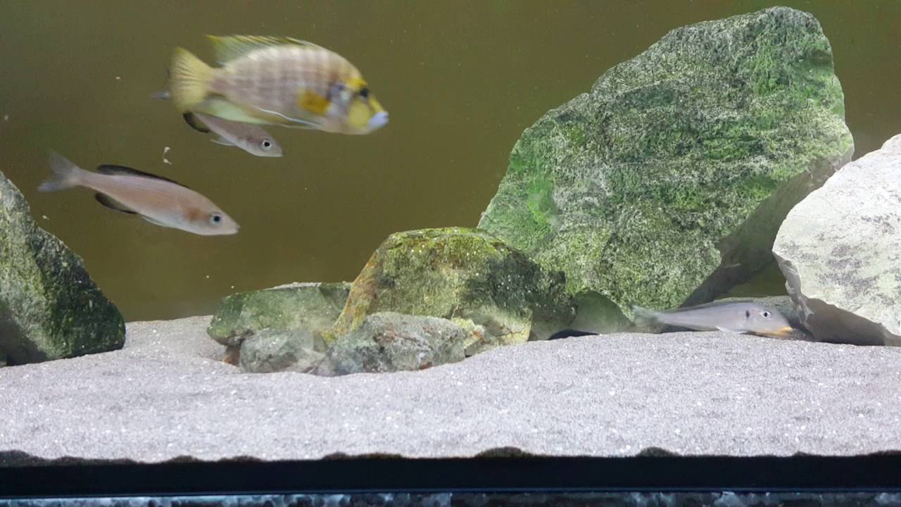 camera iphone 8 plus apk altolamprologus compressiceps red fin wc