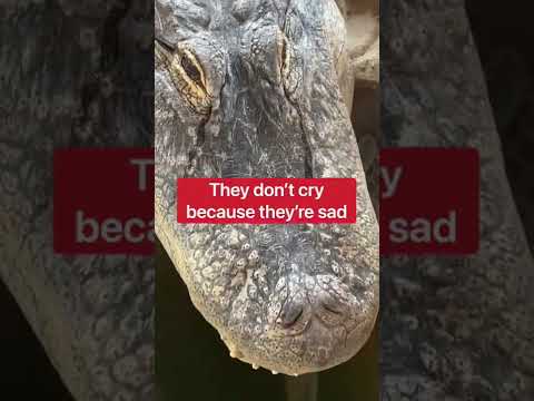 Video: Vai aligatoriem ir ausis?