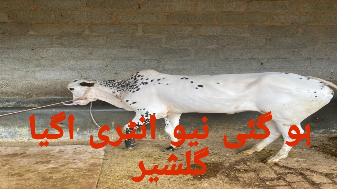 Gulsher Rind Adnan and sultan house main new entry gulsher a gya #villagelifestyle # ...