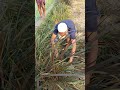 কোন ঘাস গরুকে খাওয়ালে বেশি উপকার সবুজ ঘাস নাকি লাল ঘাস #viral #agriculture #foryou