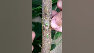 Patch bud grafting skills #satisfying #video