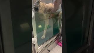Betty's first Hydrotherapy session