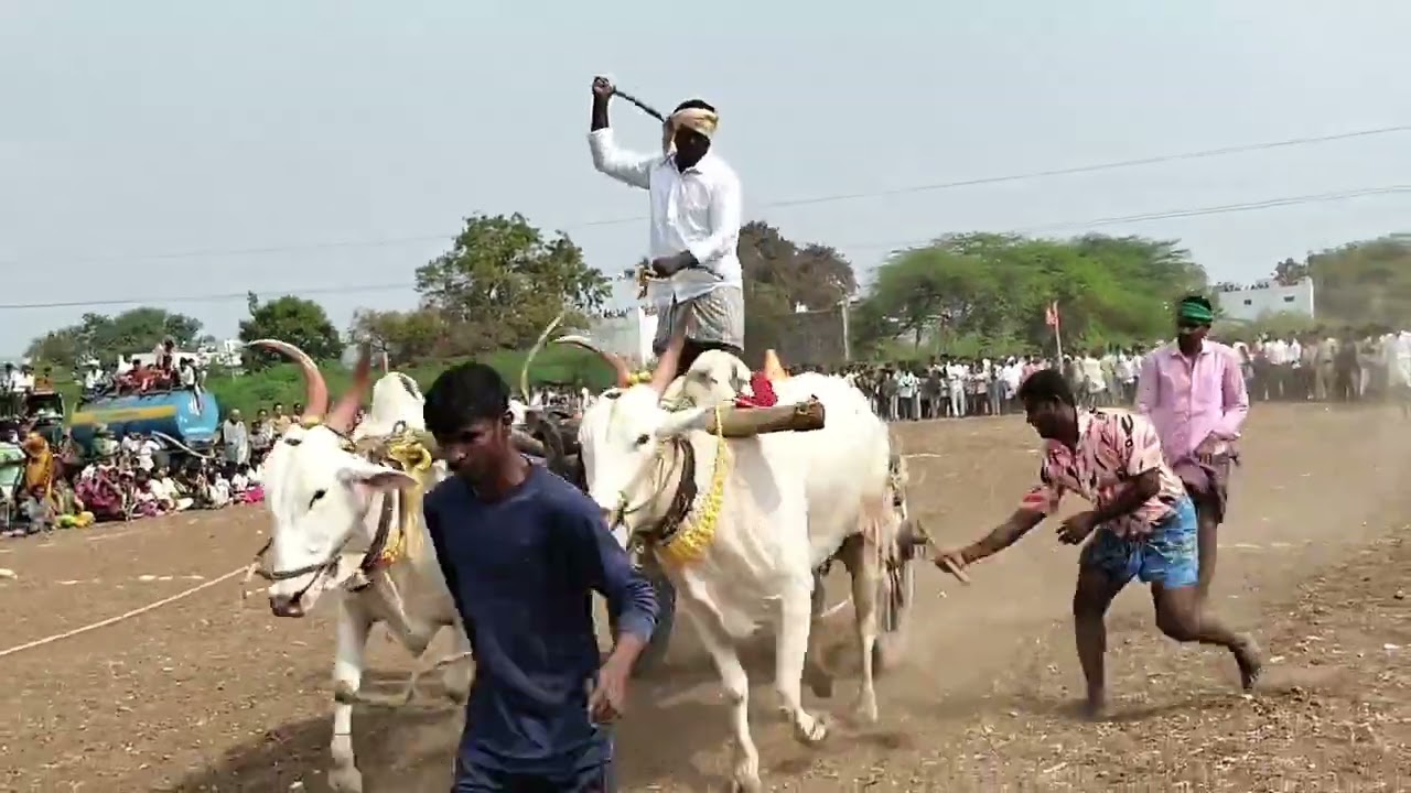 నారాయణపురం గిరాక బండి పోటీలు నిర్వహించడం జరిగింది 5 జత బర్మా రెడ్డి 1 st ప్లేస్ 🥇🏆
