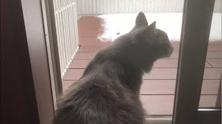 雪にビックリする猫 ノルウェージャンフォレストキャット A cat surprised by the snow
