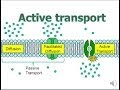 Active Transport (updated)