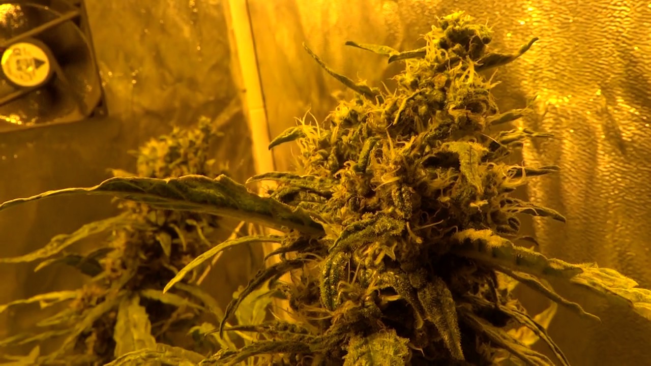 Purple Kush (Buddha Seeds) DWC Hydro