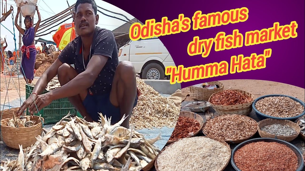 Dry fish market in Humma, ganjam dt. of odisha. YouTube