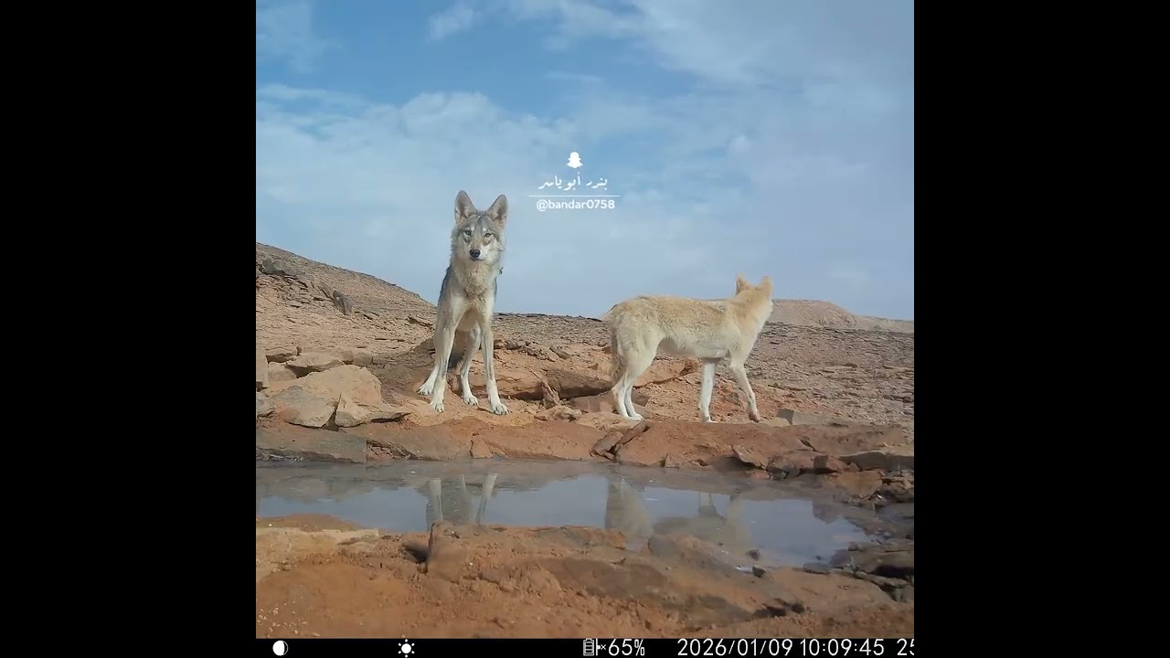 الذيب الأبيض شمال المملكة منطقة الجوف ذيب أبيض