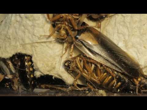 Hidden Video: My Cockroach Farm - Hidden Video: My Cockroach Farm