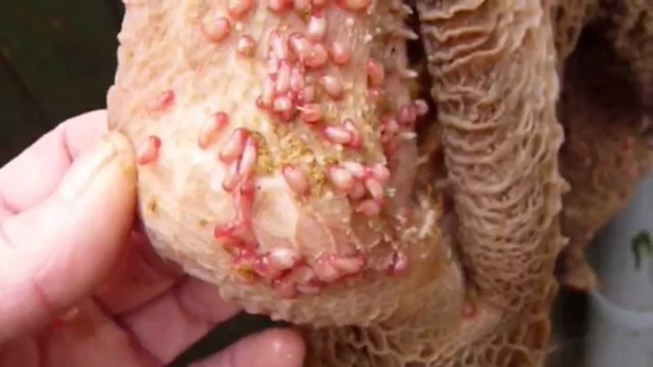 Shocking Stomach Parasites Rumen Fluke Infecting Farm Animals We