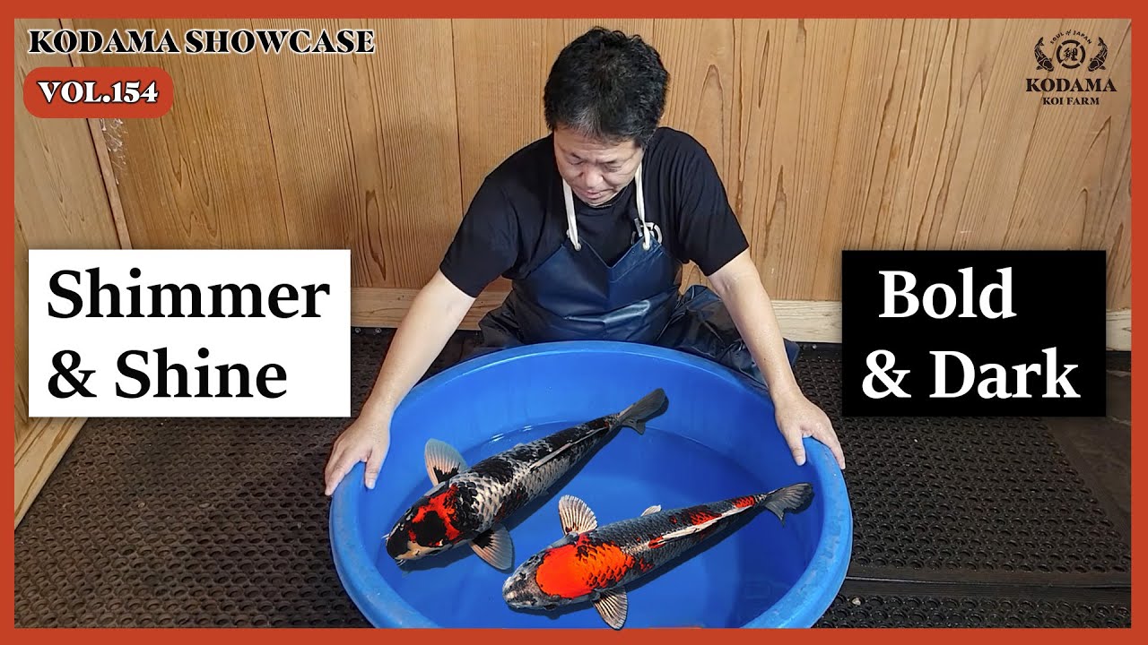 Kodama Showcase - Vol. 154 - Kawarimono - YouTube