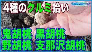 4種のクルミ拾い♪  オニグルミ・クログルミ・ノグルミ・シナサワグルミ