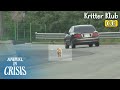 A Dog That Won&#39;t Leave Dangerous Road... A Shocking Truth Reveals l Animal in Crisis Ep 392