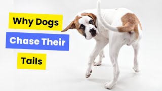 Why Do Dogs Chase Their Tails? Explained!
