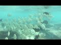 Following around a school of Convict Tangs in Hanauma Bay, Hawaii.