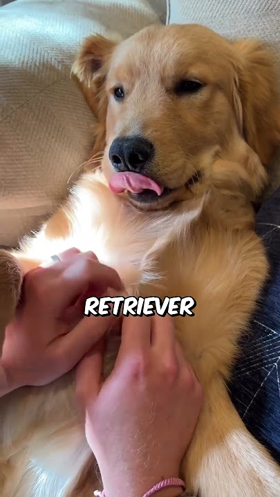 Top 3 dogs that melt everyone's heart #animallife #facts