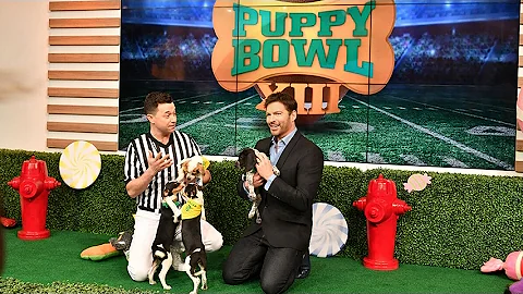 Puppy Bowl Visits #HarryTV