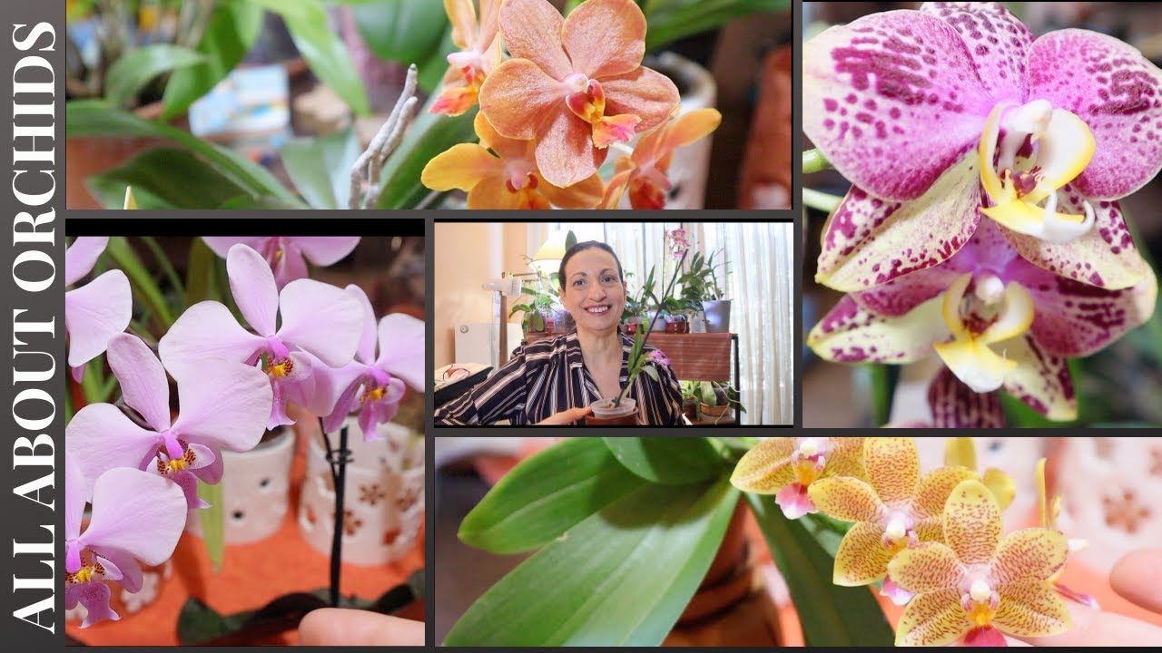 Ορχιδέες και όλα όσα μας διδάσκουν οι Ανθοφορίες. Μάρτιος 2021.