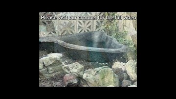 How To Build A Low Budget Garden Pond - 8 Week Update #shorts #short