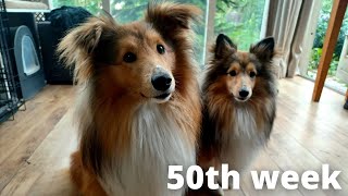 Shetland Sheepdog Puppies 50th week by Lovin' Mystery 569 views 8 months ago 2 minutes, 22 seconds