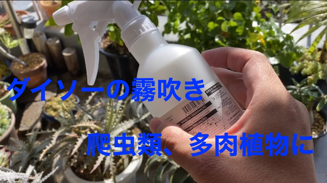 爬虫類 植物の世話に便利そうなダイソー 100均 の霧吹きを買いました Youtube