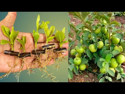 How To Grow Guava Tree Small Cutting with Leaf (100%Success) - YouTube