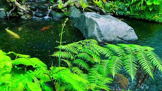 Golden Koi Fish with Emotional Piano Music | Relaxing Visual Experience screenshot 3