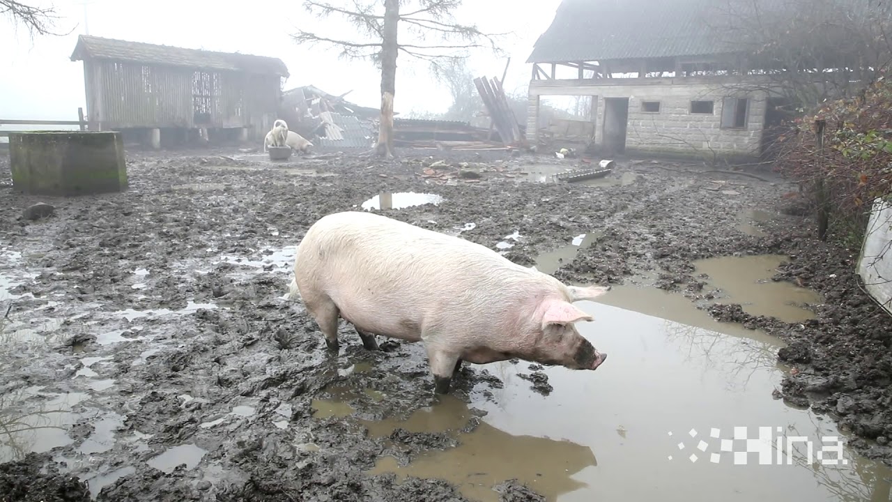Majske Poljane u kojima je smrtno stradalo 5 osoba