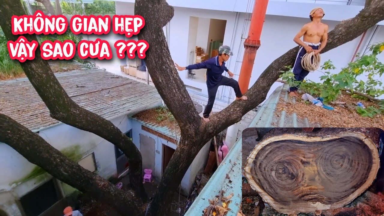 Vua Khỉ miền tây cùng hai đệ tử cưa hạ gốc cây Còng cực kì khó cạnh Sân Bay.