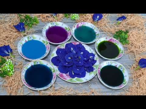 Video Cách tạo màu tự nhiên từ hoa đậu biếc/ How to get natural color of blue pea flower - youtube