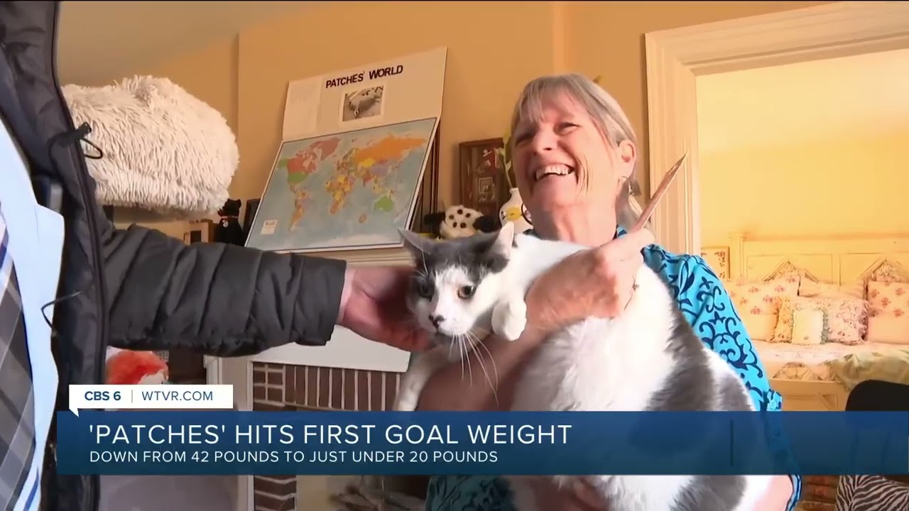 An update on Patches (the chunky kitty)!