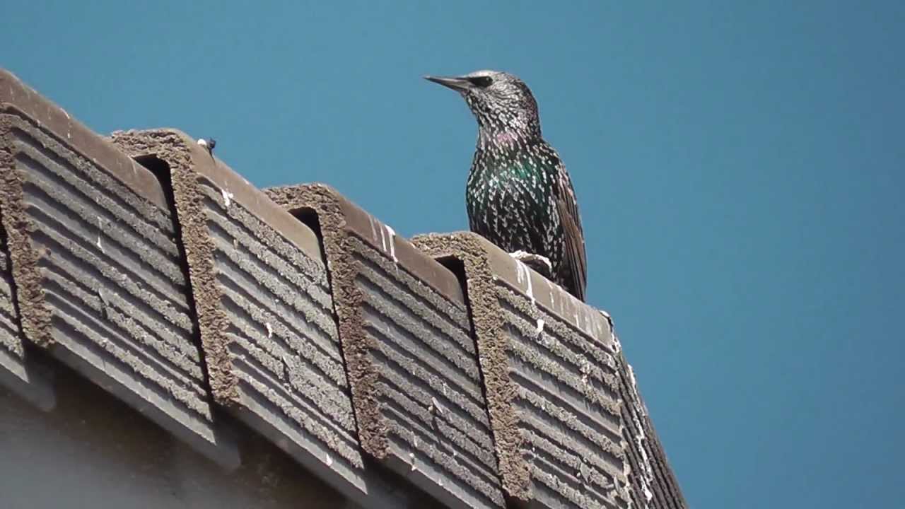 Common European Starling iridescent singing song california wildlife
