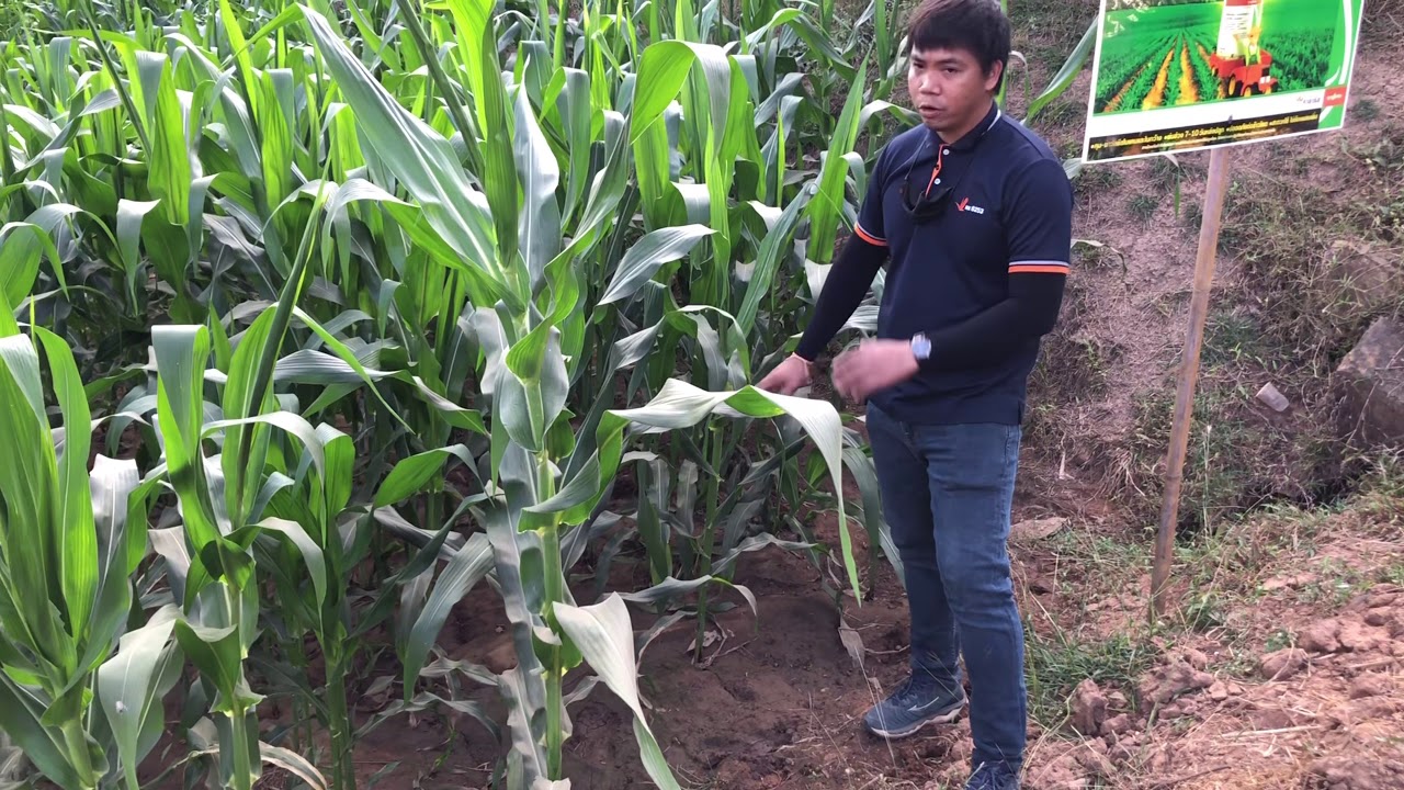 คาลารีส คุมฆ่าหญ้า ในข้าวโพด