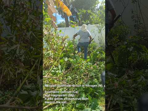 Amazing fertilizer Mexican sunflower - HIDDEN BLACKIE MANGO TREE