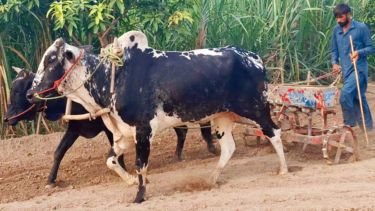 Bull powered wheet sowing dril machine | Bull powered village lifestyle | Traditional and old punjab