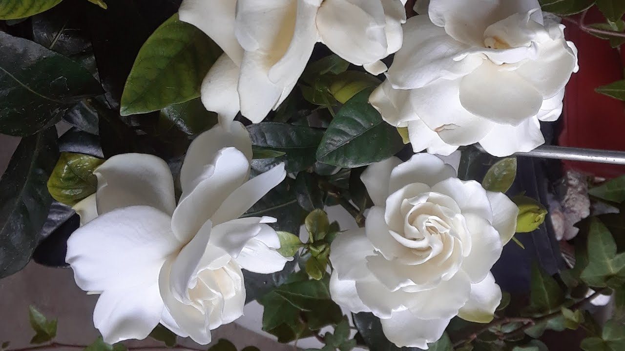 PLANTA DE GARDENIA O JASMIN, CUIDADOS DE UNA GARDENIA O JASMIN. - YouTube