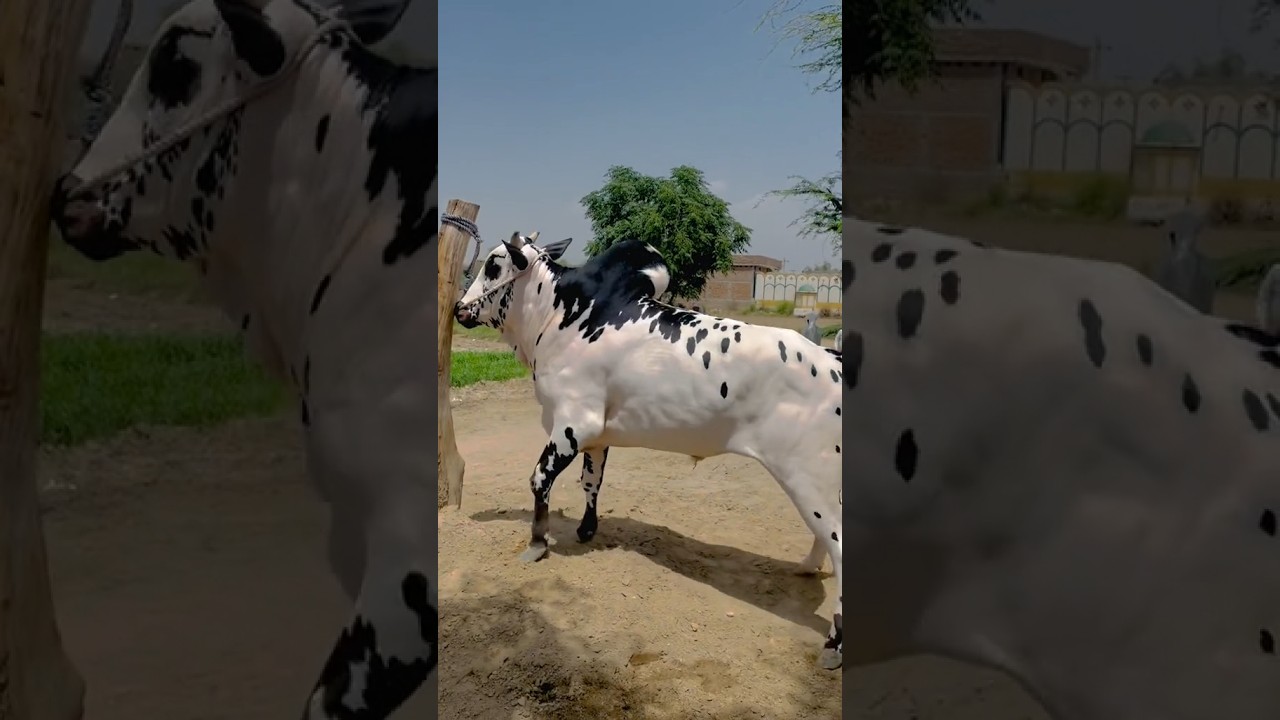 Athra Beautiful Bull | Fateh jangi Bull 