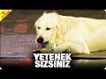 Kendi Şişesini Açan Köpek Spy | Yetenek Sizsiniz Türkiye