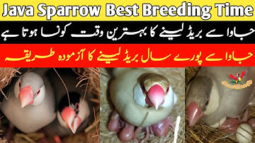 Best Time for Java Breeding | Java breeding Season | Java Breeding Tips | Java Finch Male Female